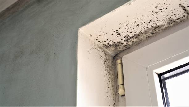 Best Commercial Mold Inspection  in Rutgers University Busch Campus, NJ