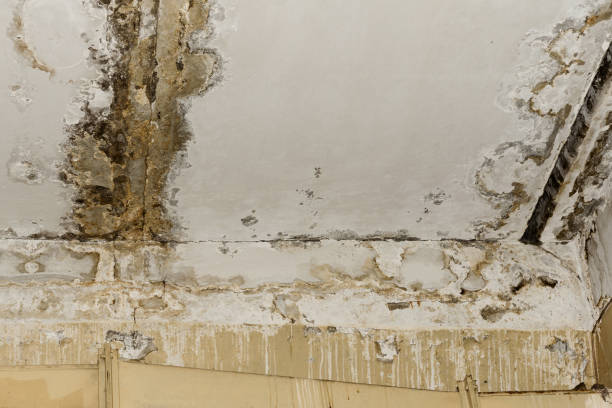 Dehumidification Services in Rutgers University Busch Campus, NJ