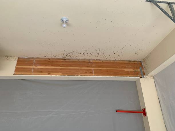 Best Asbestos and Lead Testing During Mold Inspection  in Rutgers University Busch Campus, NJ